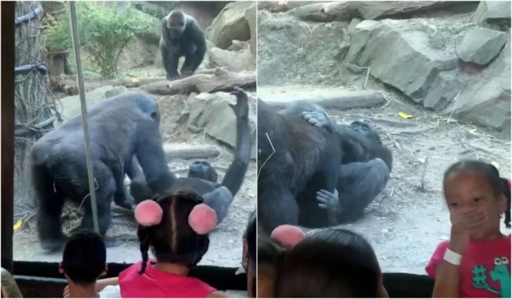 Escándalo en un zoológico por la escena de sexo oral entre dos gorilas