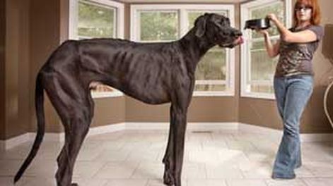 El perro Guinnes