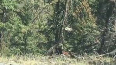 Video: oso atrapa una vaca y se la come