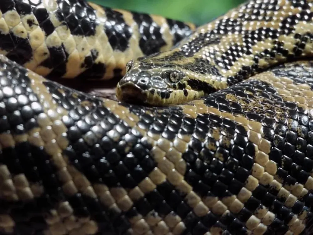 Tres ciclistas lucharon con una anaconda que intentaba comerse a su perro