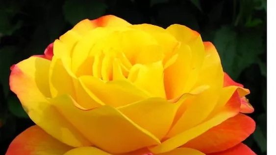 octubre: explosion de las rosas. con la llegada del dia de la madre, las rosas se convierten en una de las opciones mas elegidas.