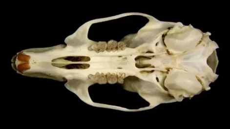 Descubrieron los restos de una rata prehistórica gigante
