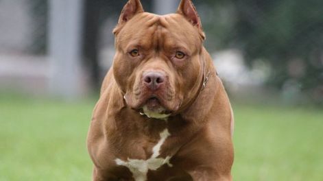 Dos perros pitbull casi devoran a una beba y la dejan en grave estado