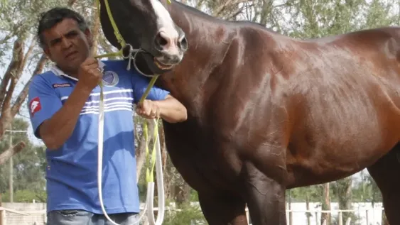 Gran expectativa por los caballos sanjuaninos