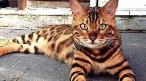 Qué significa cada color de los gatos y qué tiene que ver con su personalidad