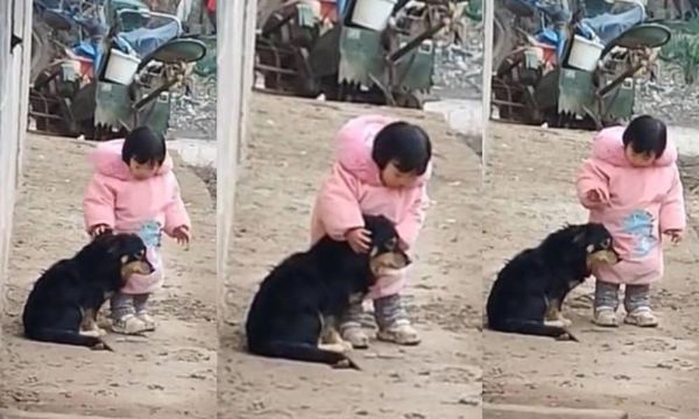 El tierno gesto de una nena para proteger a su perro de los fuegos artificiales