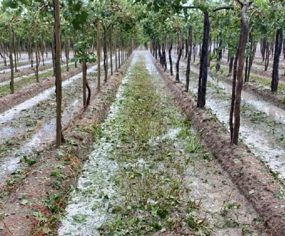 Atípico. La temporada de primavera verano tuvo al menos tres granizadas graves, brotes de enfermedades por la humedad y más viento de lo normal, afectando la producción.
