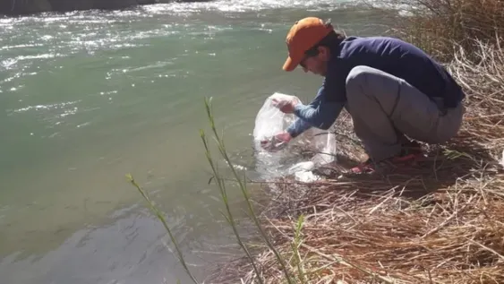 Sembraron cuatro mil truchas en el río Jáchal