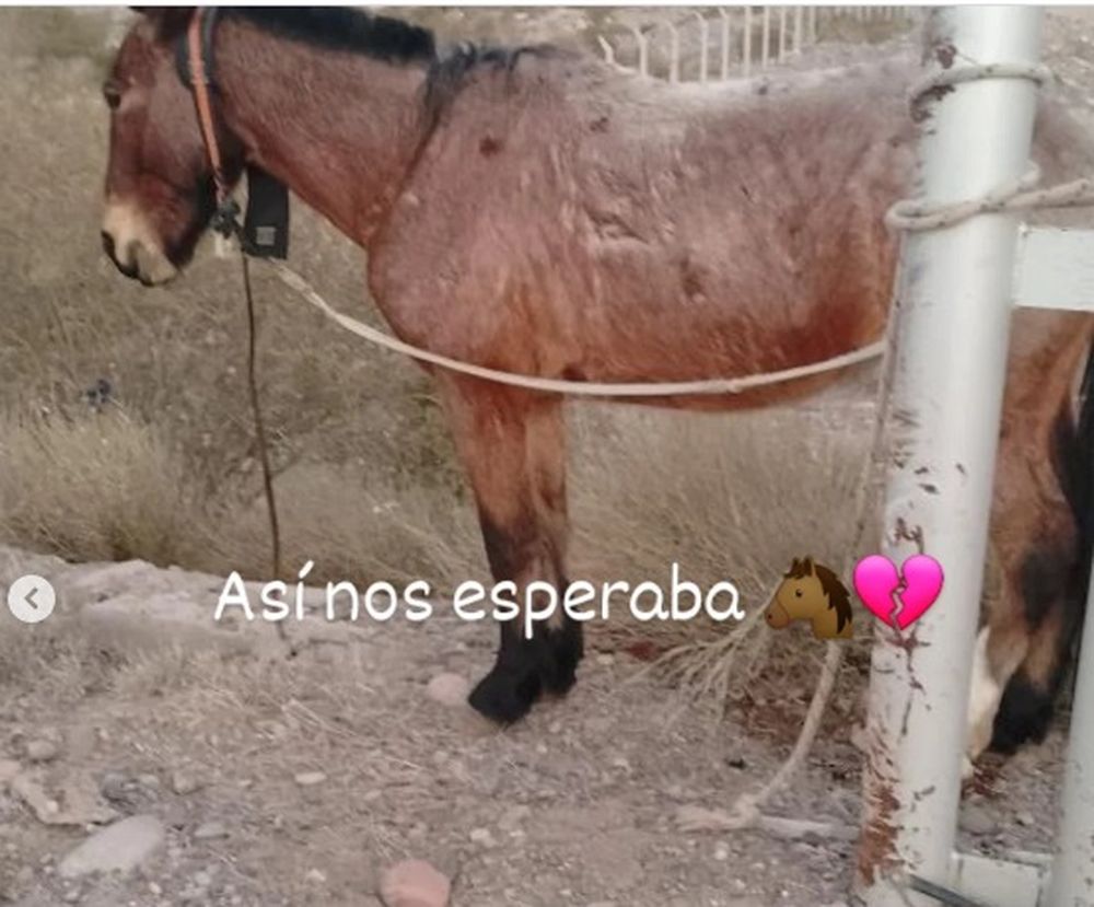 Lo grabaron maltratando a un caballo en la vía pública y pagará con un mes y medio de prisión