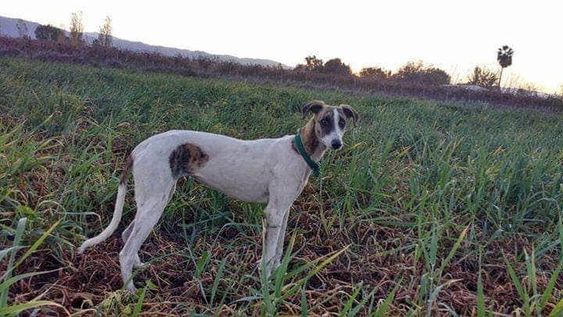 Llevan casi 2 años buscando a su perra: desahuciados, ahora duplicaron la recompensa