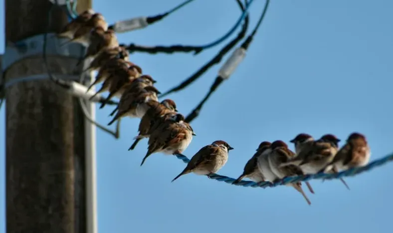 Más vale pájaro en mano que ciento volando: qué significa este popular refrán