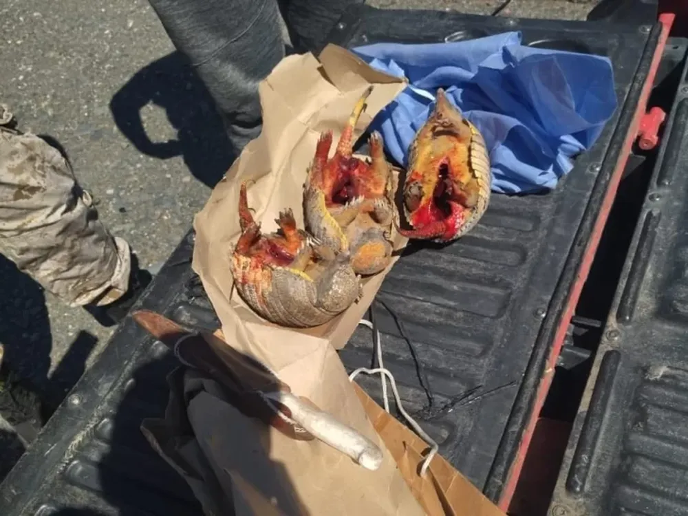 Un hombre fue sorprendido con tres animales que están en peligro de extinción, faenados
