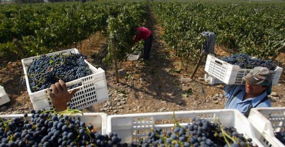 Productores deudores, salarios, vino de terceros y precios sostén