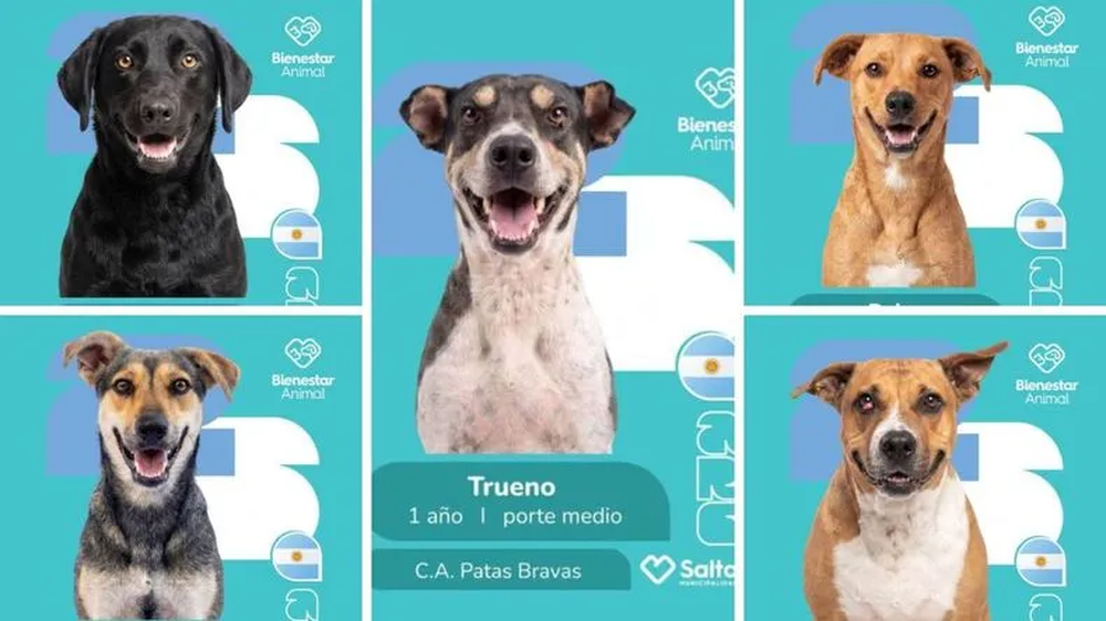 Perros mundialistas.