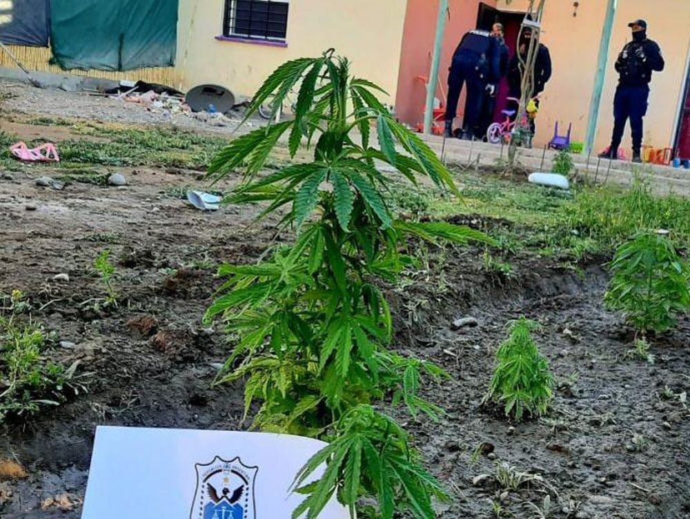 Peleó con su hermano y lo denunció por tener plantas de marihuana