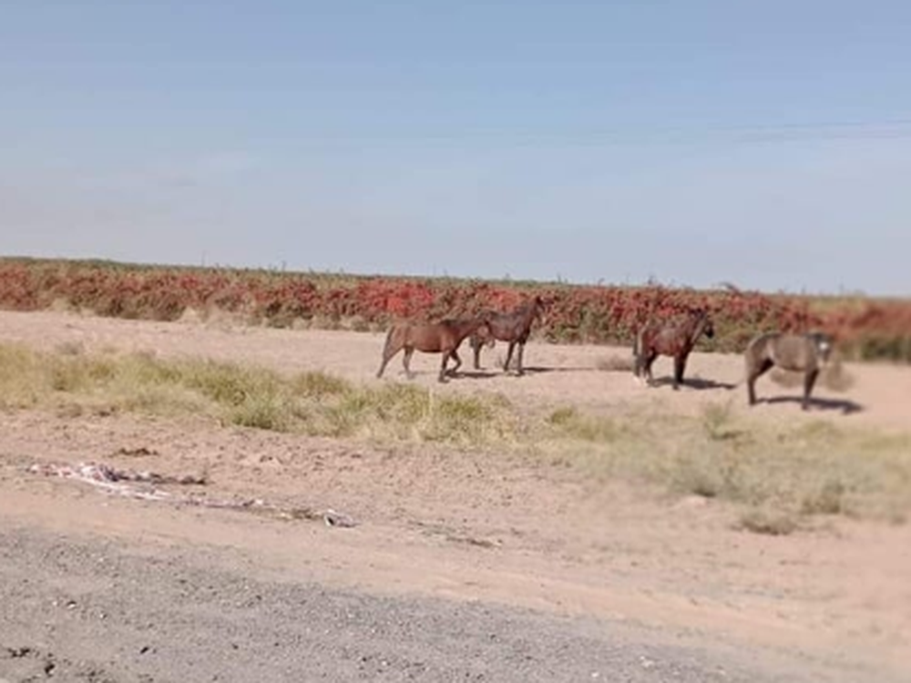 Afirman que en la ruta en la que murió un chofer por esquivar un caballo, siguen los animales sueltos