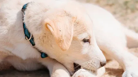 Por qué algunos perros se muerden las patas y qué significa