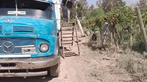 Diario de Cuyo | Extremo. Al igual que en 2024, una ola de calor tardía impactó directo en la uva que se encuentra prácticamente lista para cosechar, en especial varietales tanto tintos como blancos.