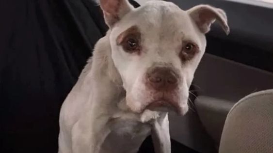 El milagroso rescate de un perro que estuvo 4 años encadenado a un árbol