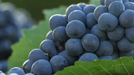 Diario de Cuyo | estadistica_2 728x485.webp