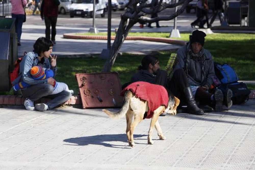 Día Internacional del Perro Callejero: postales de color, en el centro sanjuanino