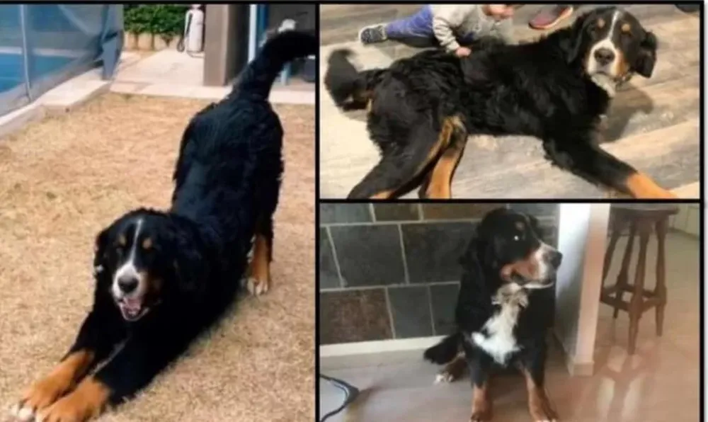 Una familia pide ayuda para encontrar a Gurko, su perro perdido