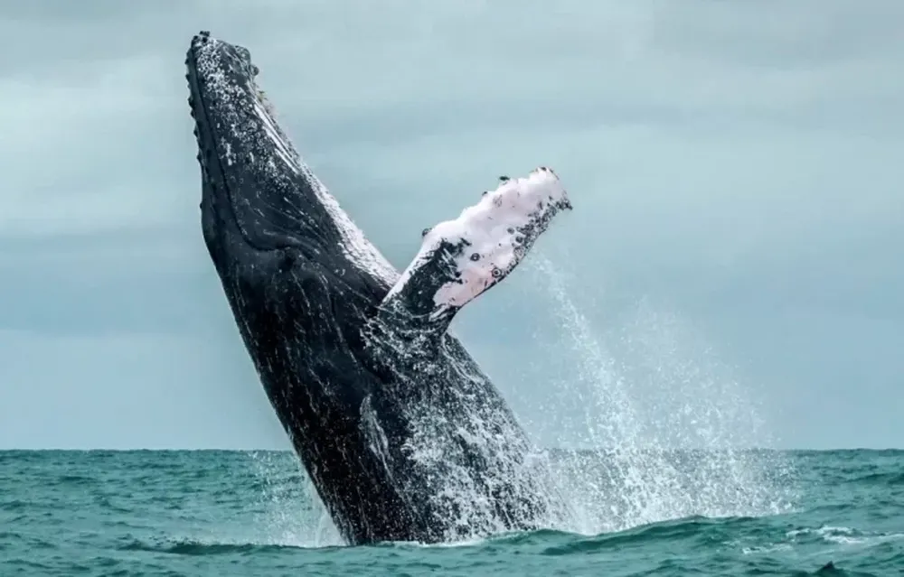 El impactante momento en el que una ballena jorobada se “traga” a un lobo marino