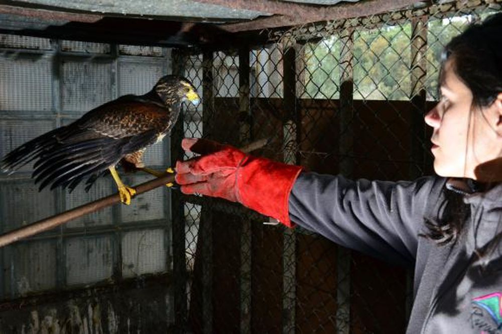 Más equipos para sanar a los animales del Faunístico