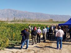 En 2025 el INTA inauguró la planta que desaponifica la quinoa, poniendo San Juan a la vanguardia del proceso industrial. En 2025 el INTA inauguró la planta que desaponifica la quinoa, poniendo San Juan a la vanguardia del proceso industrial.