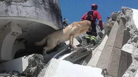 Un perro rescatista falleció luego de salvar varias vidas en Ecuador