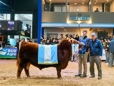 Pagaron $300 millones por la mitad del toro más caro de Argentina