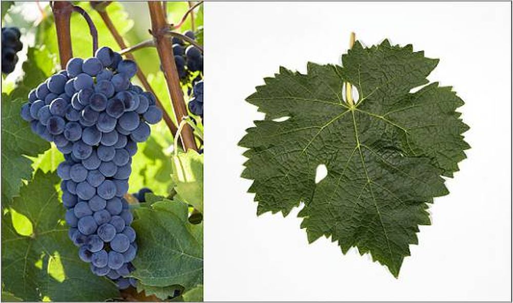 Cabernet Franc, un cepaje que no es el Cabernet Sauvignon