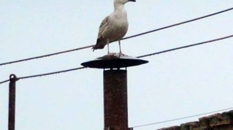 ¿La gaviota anticipó el resultado?