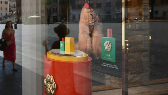 dolce&gabbana lanzo un perfume de mas de us$ 100 para perros, pero recibio criticas