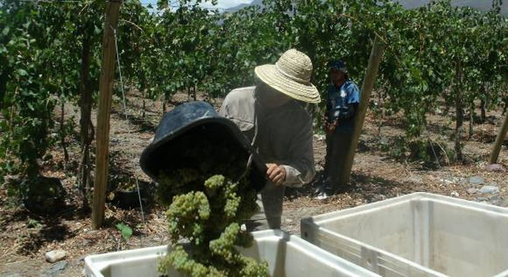 Cosechadores de uva: nuevas  reglas para  el “blanqueo”