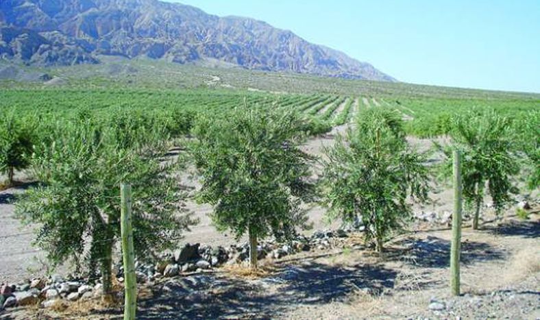Piden usar los carozos de aceituna en la minería