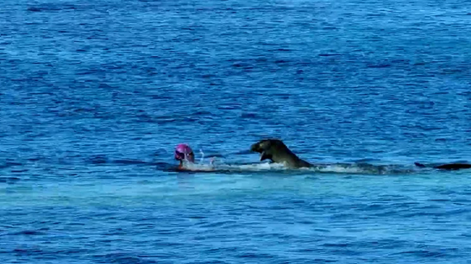 [VIDEO] El momento en que una foca ataca a una nadadora desesperada