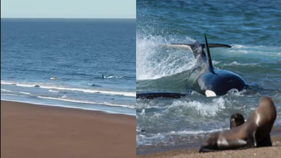 panico en rio negro: una orca confundio a un kayakista con un lobo marino y lo persiguio hasta la orilla