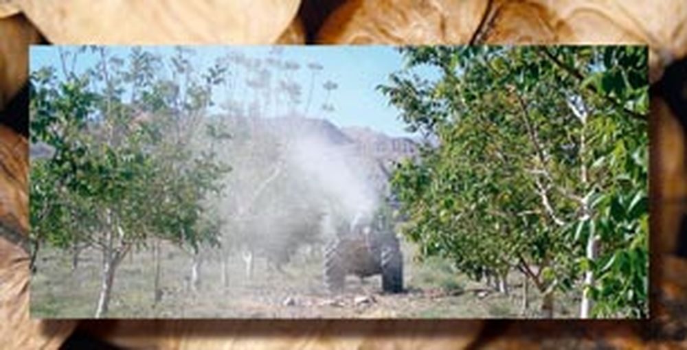 Utilizan polinización asistida en nogales del Valle Calingasta