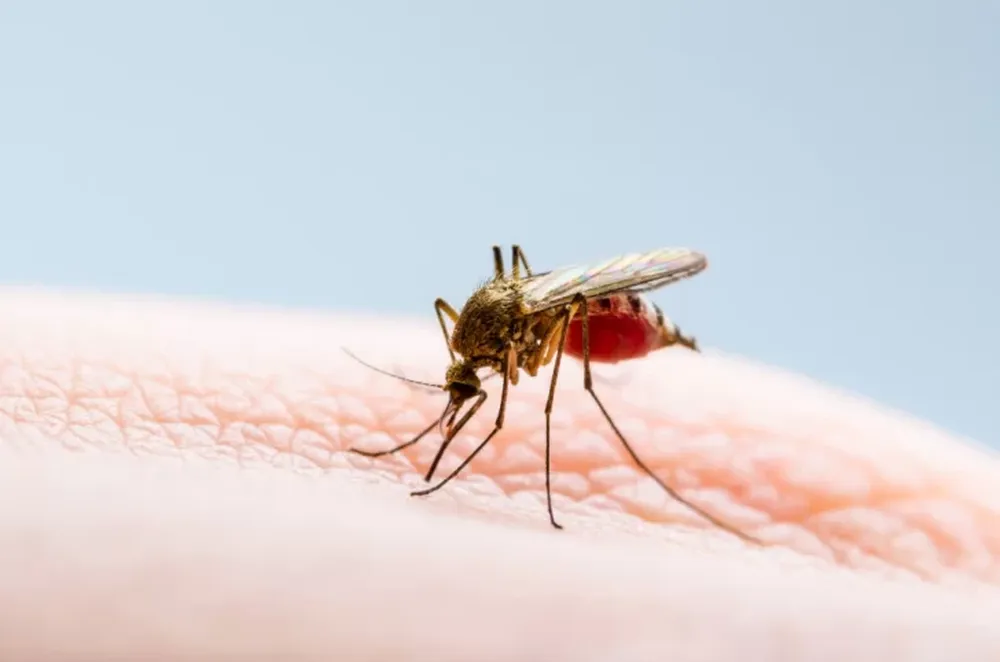 Confirmaron un caso de chikungunya en Chaco y analizan un segundo contagio