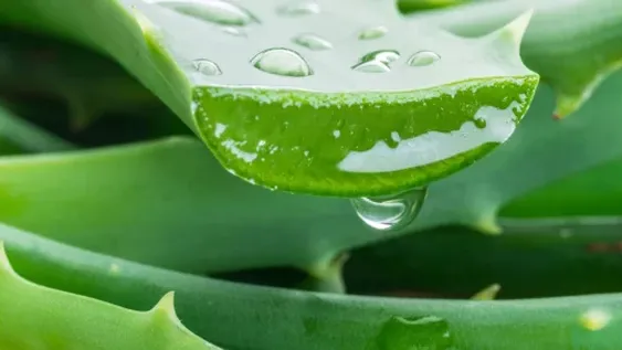 Remedio de maceta: cómo usar aloe vera para curar la piel