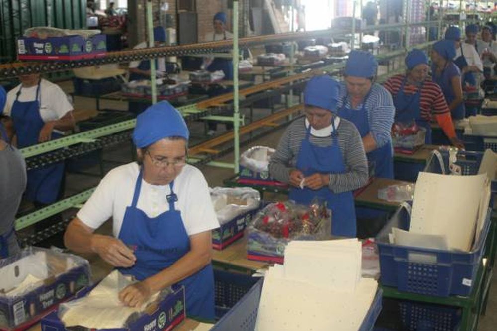 Uva de mesa: calidad será la clave para seguir produciendo