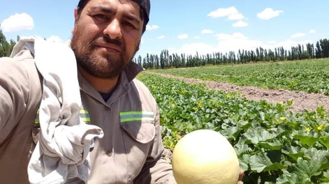 Importante iniciativa multigrupal para fomentar cultivo del melón