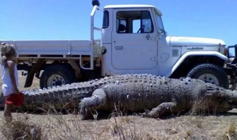 Cocodrilos gigantes amenazan a un pueblo