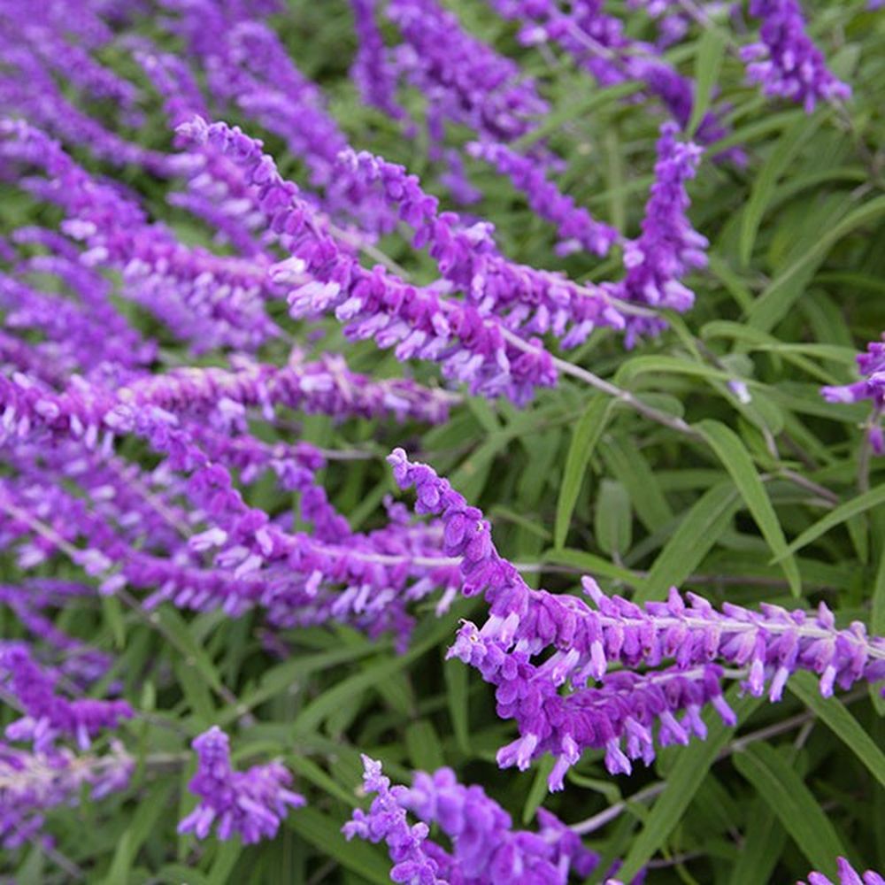 Salvia Leucantha