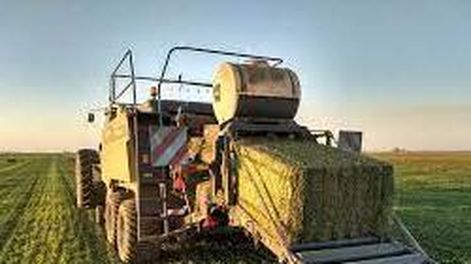 Alfalfa: Un productor cordobés logra exportar fardos a Brasil