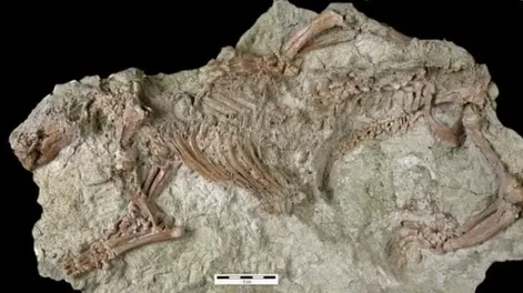 Hallan un raro mamífero de 66 millones de años: la imagen que muestra cómo era