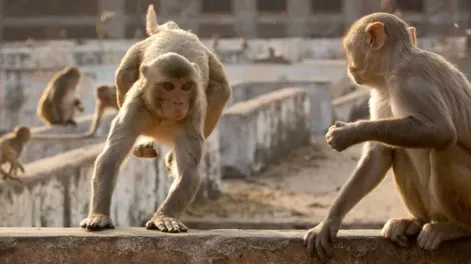 Fue al baño y una feroz manada de monos la atacó salvajemente hasta matarla