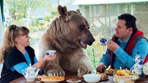 ¿La mascota? Un oso