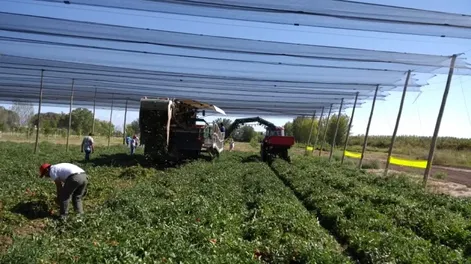 Novedades en tomate fábrica